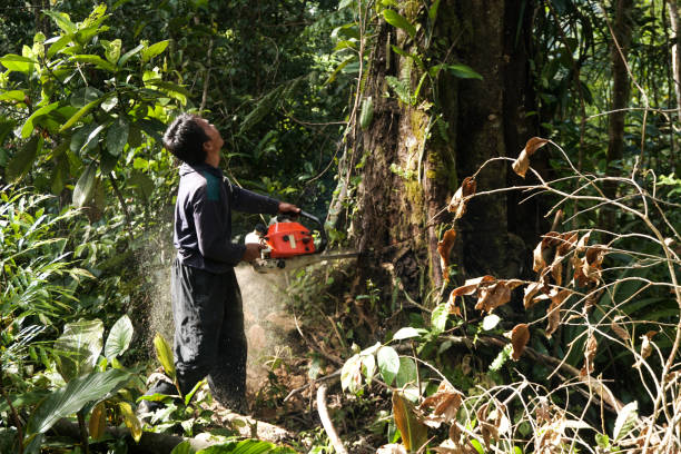 Tree and Shrub Care in Castle Shannon, PA