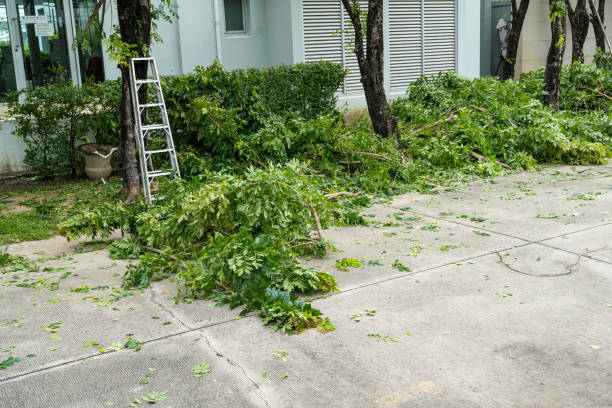 How Our Tree Care Process Works  in  Castle Shannon, PA