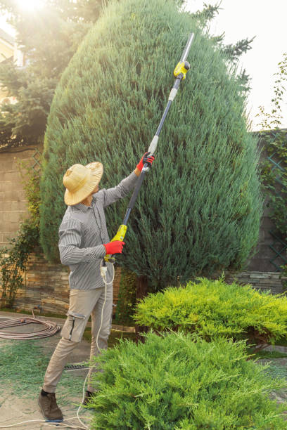 Professional Tree Care  in Castle Shannon, PA